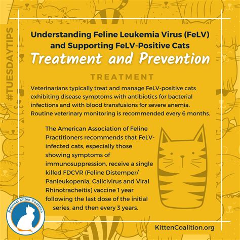 fe lv|Feline Leukemia Virus (FeLV) Symptoms, Vaccine, Treatment.